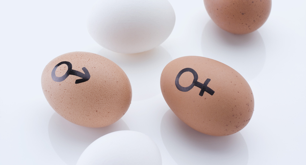 one brown egg with female gender symbol and one brown egg with male gender symbol