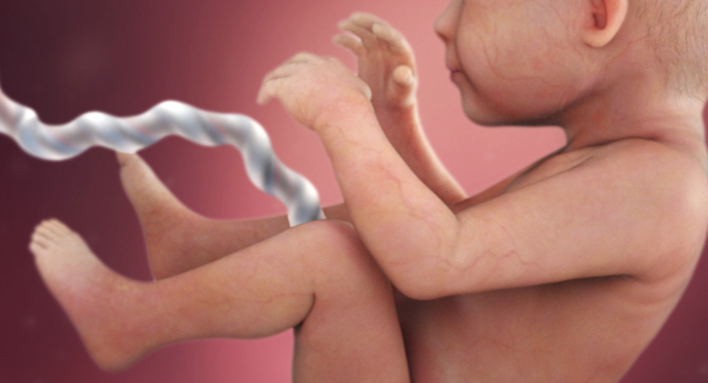 infant in utero attached via umbilical cord