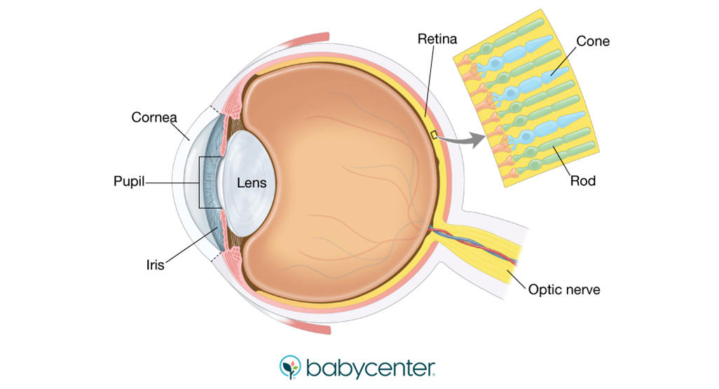 illustration of a fetal eye development