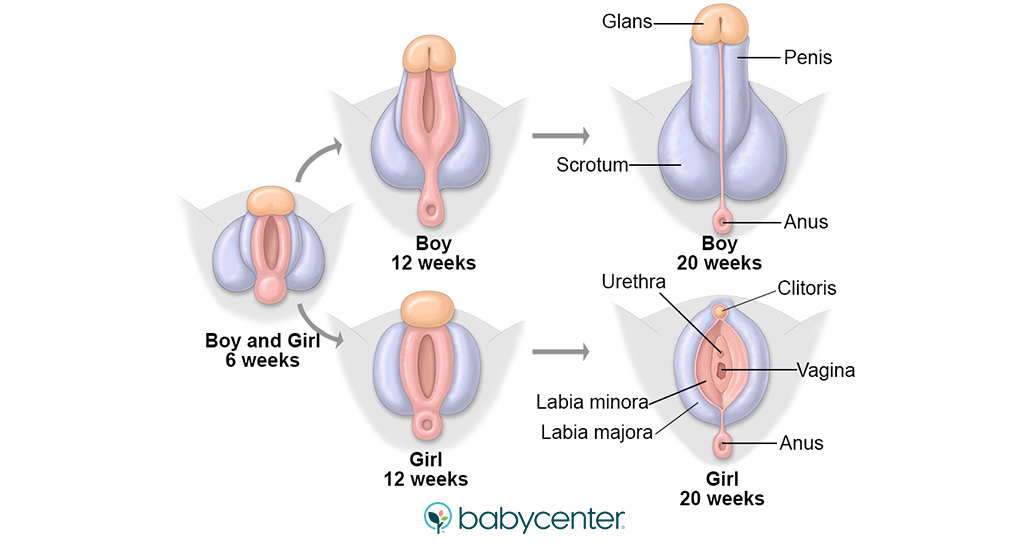 illustration showing both male and female genitalia in utero inclusive of the weeks in which they develop