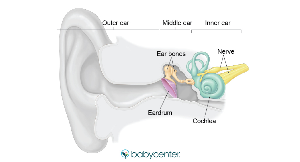 illustration of hearing development in fetus