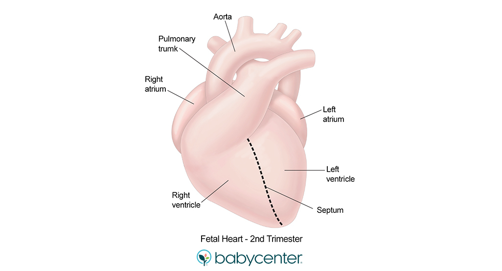 graphic of fetal heart in second trimester