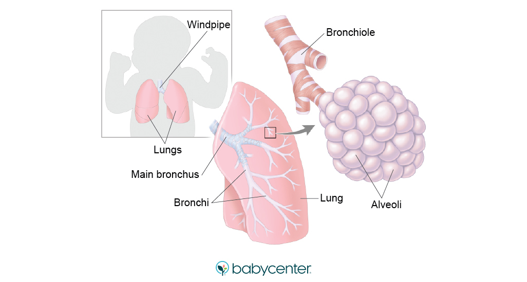 graphic of fetal lung development