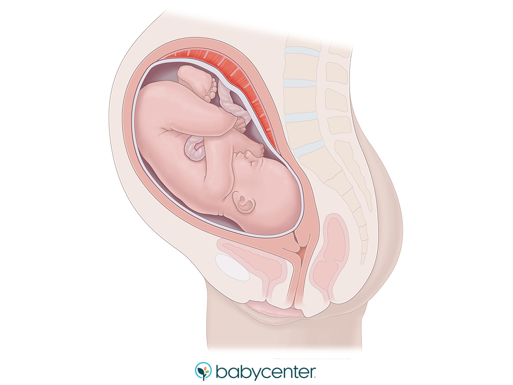 illustration of a baby head down in the womb
