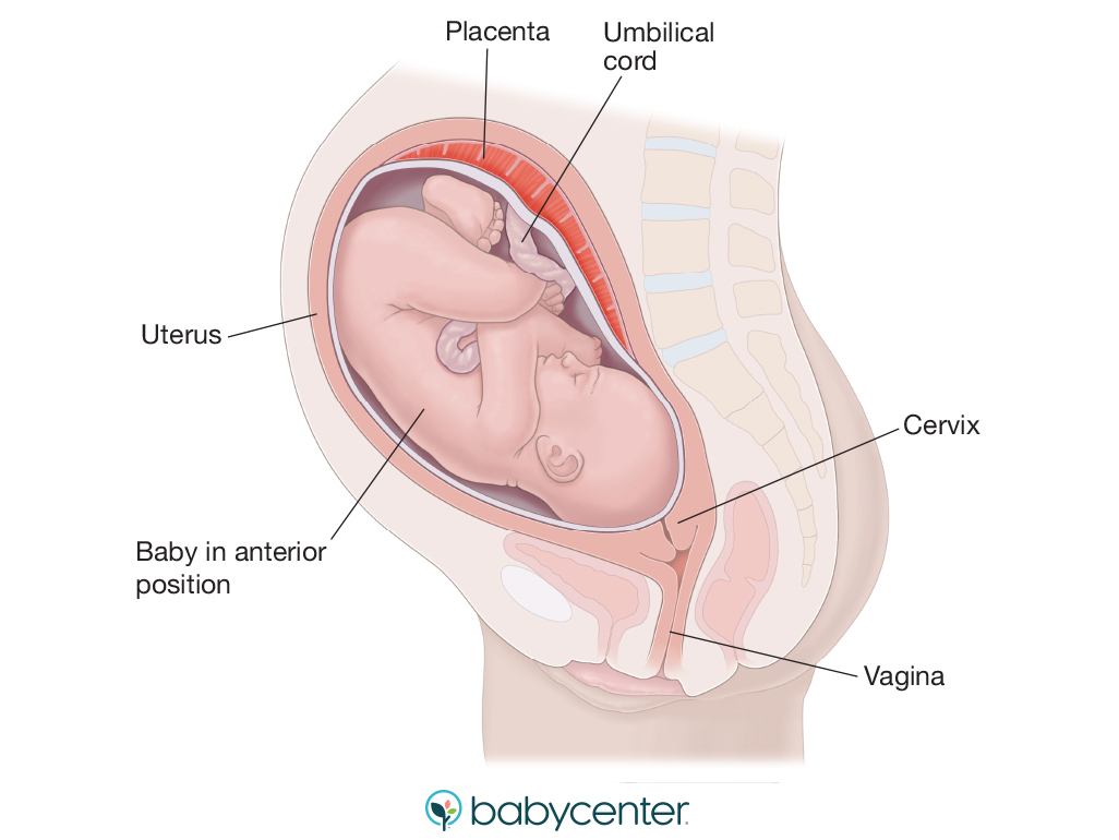 illustration of a baby in the anterior position in the womb