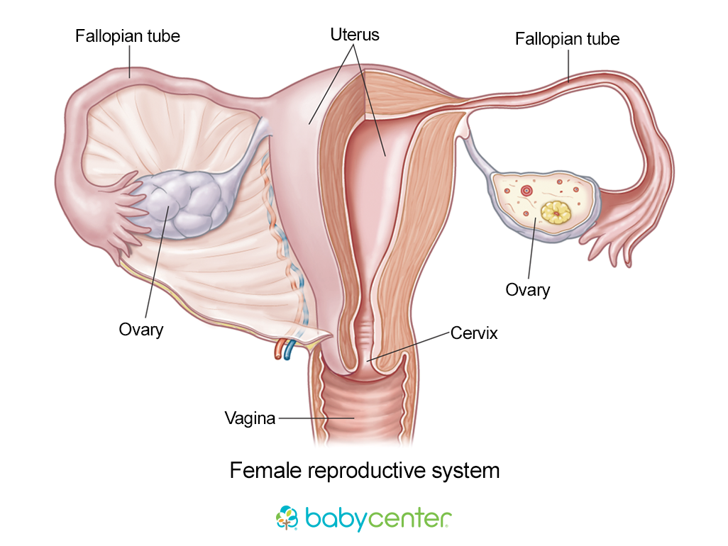 female reproductive system, including two fallopian tubes, uterus, two ovaries, cervix, and vagina