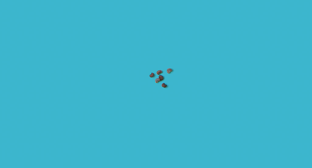 poppy seeds on blue background