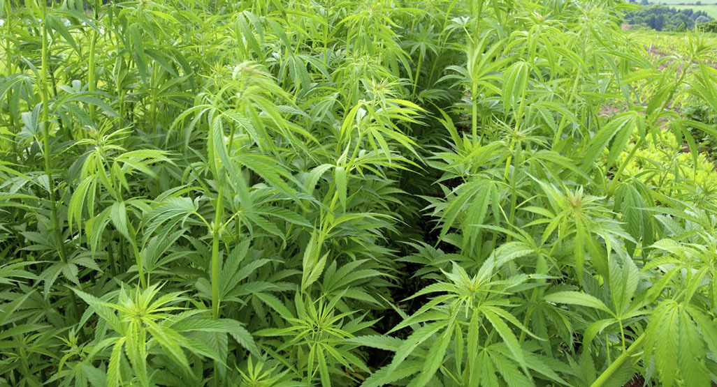 cannabis growing in a field