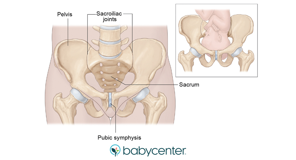 illustration of pelvic joints