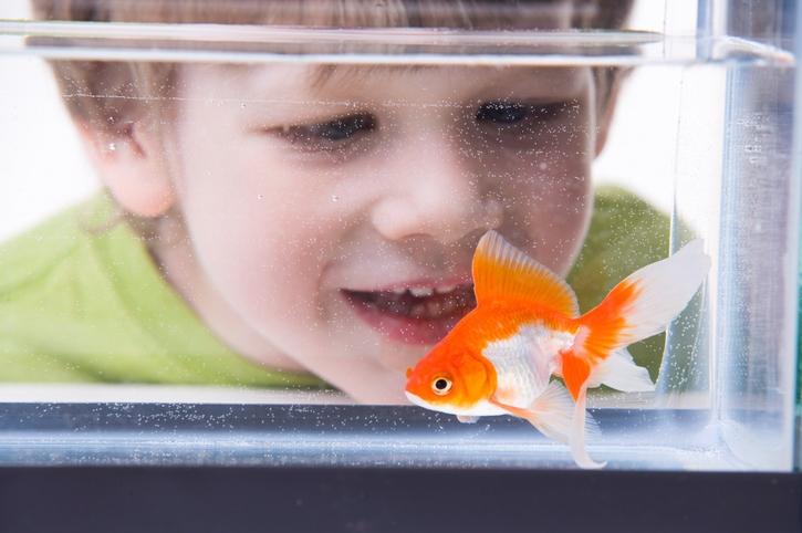 toddler looking at a goldfish in aquarium