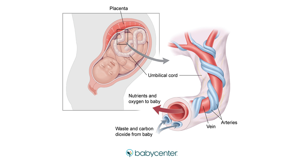 Illustration of a baby in the womb and the umbilical cord 