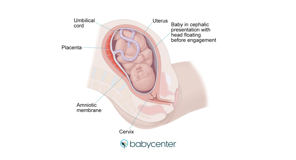illustration of baby in uterus just before labor