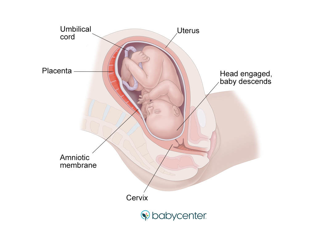 medical illustration showing labor starting