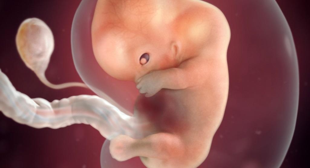 baby in utero at 2 months