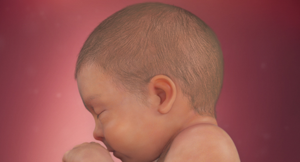 profile shot of a baby in utero